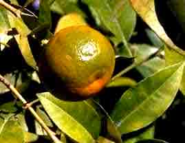 Orange am�re �corce de fruit 250g