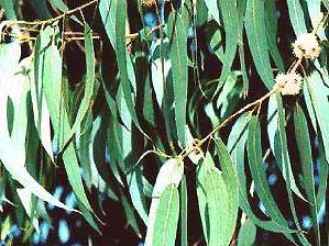 Eucalyptus globulus HE 30ml