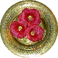 Th�rapeutiques alternatives