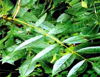 Fr�ne feuilles 50g