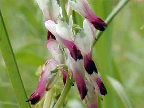 Fumeterre BIO plante 80g