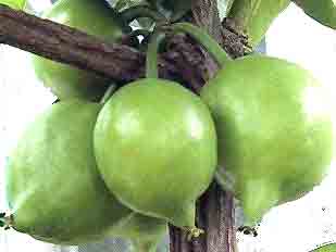 Garcinia cambogia pdre 200mg 200 g�lu