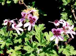 G�ranium bourbon HE 15ml