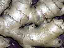 Gingembre gris pdre 100g