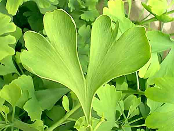 Gingko pdre 200mg 200 g�lu