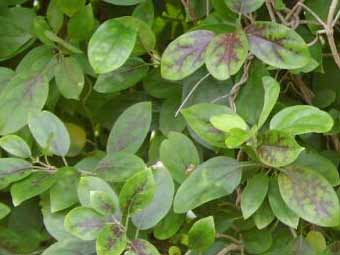 Gymnema sylvestris feuille 250g