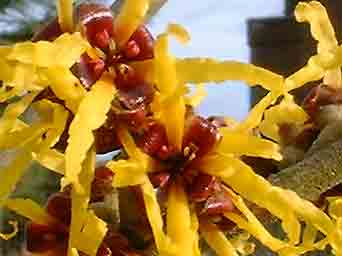 Hamam�lis pdre 200mg 200 g�lu