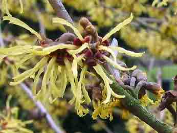 Hamamelis BIO feuilles 60g