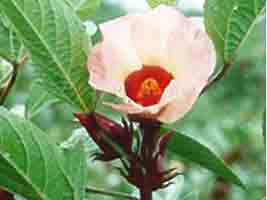 Th� rose d'Abyssinie 250g