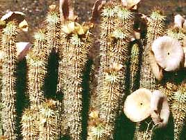 Hoodia extrait 300mg 60 g�lules