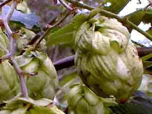 Houblon c�ne pdre 130mg 100 g�lu