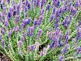 Hysope BIO sommit� fleurie 35g