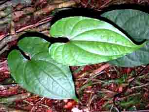 Colis Equilibre M�nopause