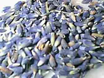 Lavande fleur HE 60ml