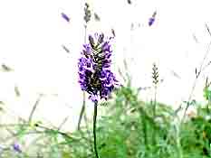 Lavandin abrial HE 15ml