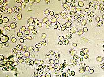 Levure de bi�re vivante 400mg 200 g�lu