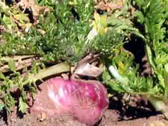 Maca extr sec 230mg 200 g�lu