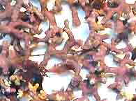 Lithothamne pdre 330mg 200 g�lu