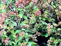 Marjolaine sommit� fleurie HE 15ml