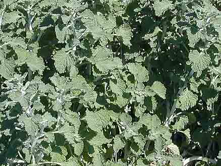 Marrube blanc pdre 160mg 200 g�lu