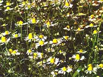 Camomille Matricaire 20 infusettes 1.1g