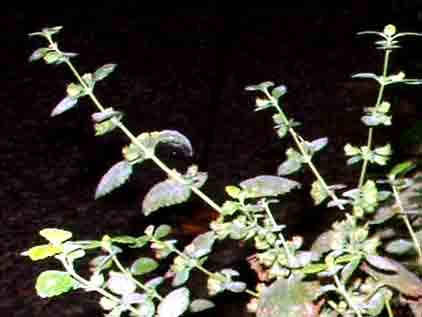 M�lisse feuille 30g