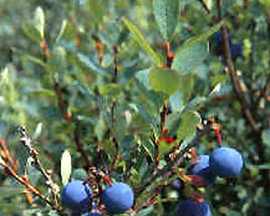 Airelle Myrtille baies 100g