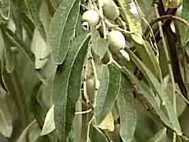 Olivier feuille poudre 100g