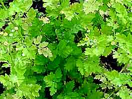 Partenelle plante 250g