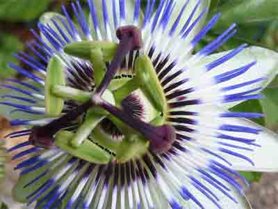 Passiflore 20 infusettes 1.7g