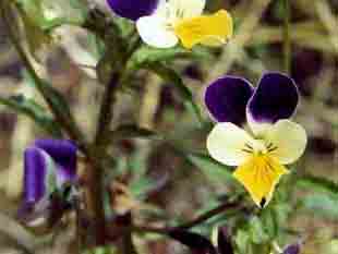 G�lules peaux � probl�me