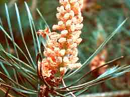 Pin sylvestre HE 15ml