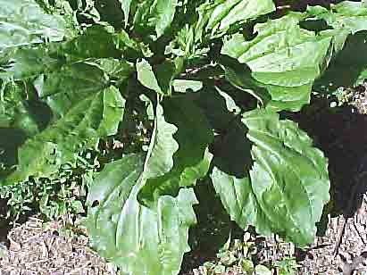 Plantain feuille pdre 200mg 200 g�lu