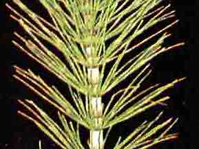 Pr�le pdre 200mg 200 g�lu