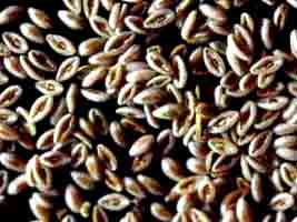 Psyllium noir graine 150g