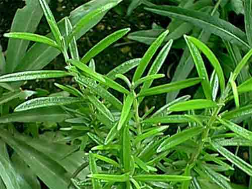 Romarin feuille 150g