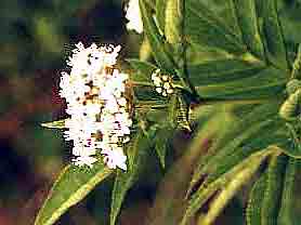 Sureau fleur 20 infusettes 1.7g