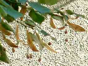 Tilleul de Carpentras bract�e 20g
