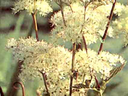 Reine des pr�s pdre 215mg 200 g�lu