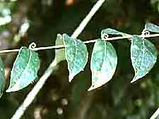 Griffe du chat pdre 160mg 200 g�lu