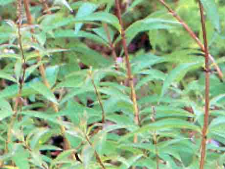 Verveine odorante feuille 20g