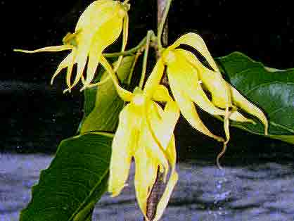 Ylang ylang fleur HE 15ml