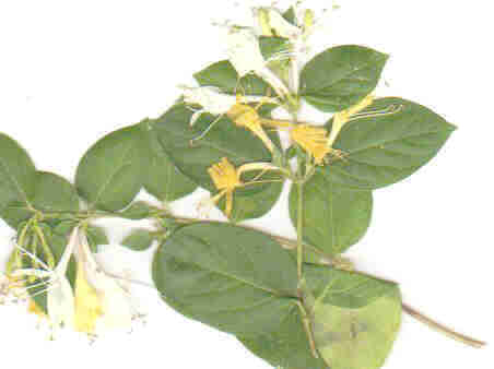 voyage dans le monde v�g�tal