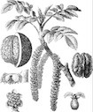 Plantes simples