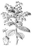Toutes les plantes