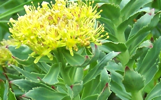 Rhodiola