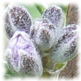 Toute l'équipe de l'herboristerie ORMENIS vous souhaite une bonne et heureuse année