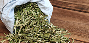Plantes médicinales