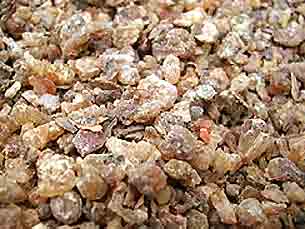 Boswelia serrata