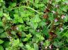 Plantes B - Ballote noire plante 100g